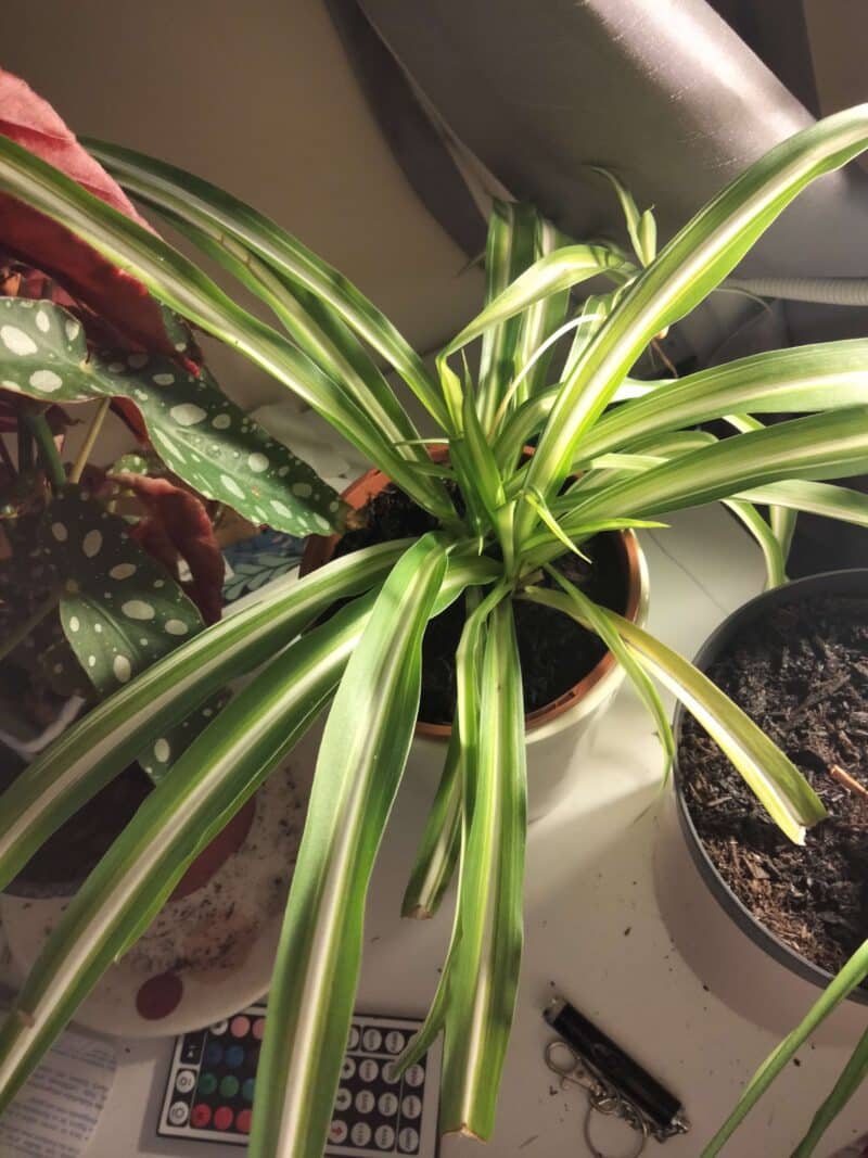Is Spider Plant Toxic To Cats? [Truth Revealed] Plants Craze