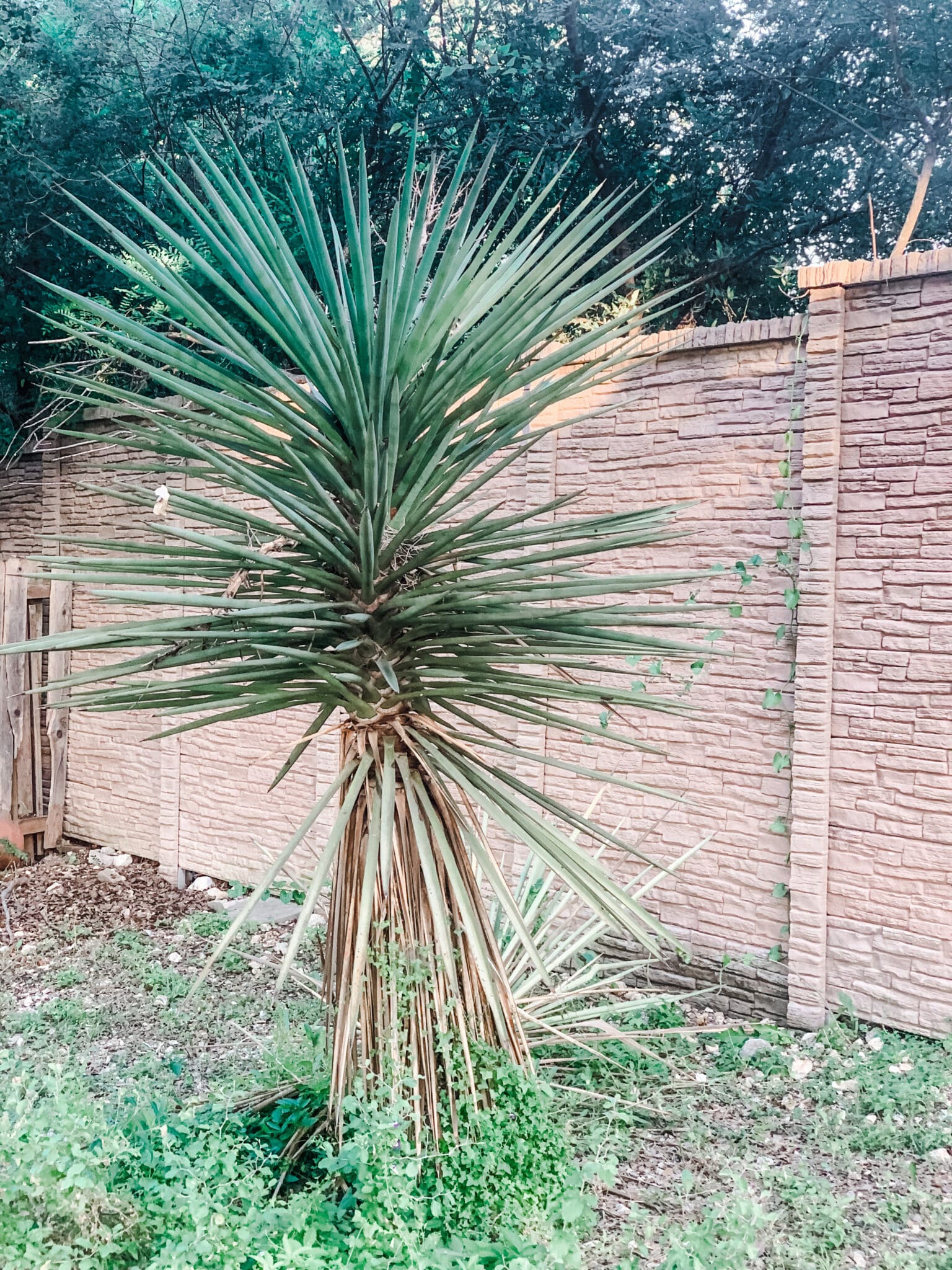 Is Yucca Poisonous To Humans And Pets Plants Craze