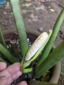 man touching zz plant flower