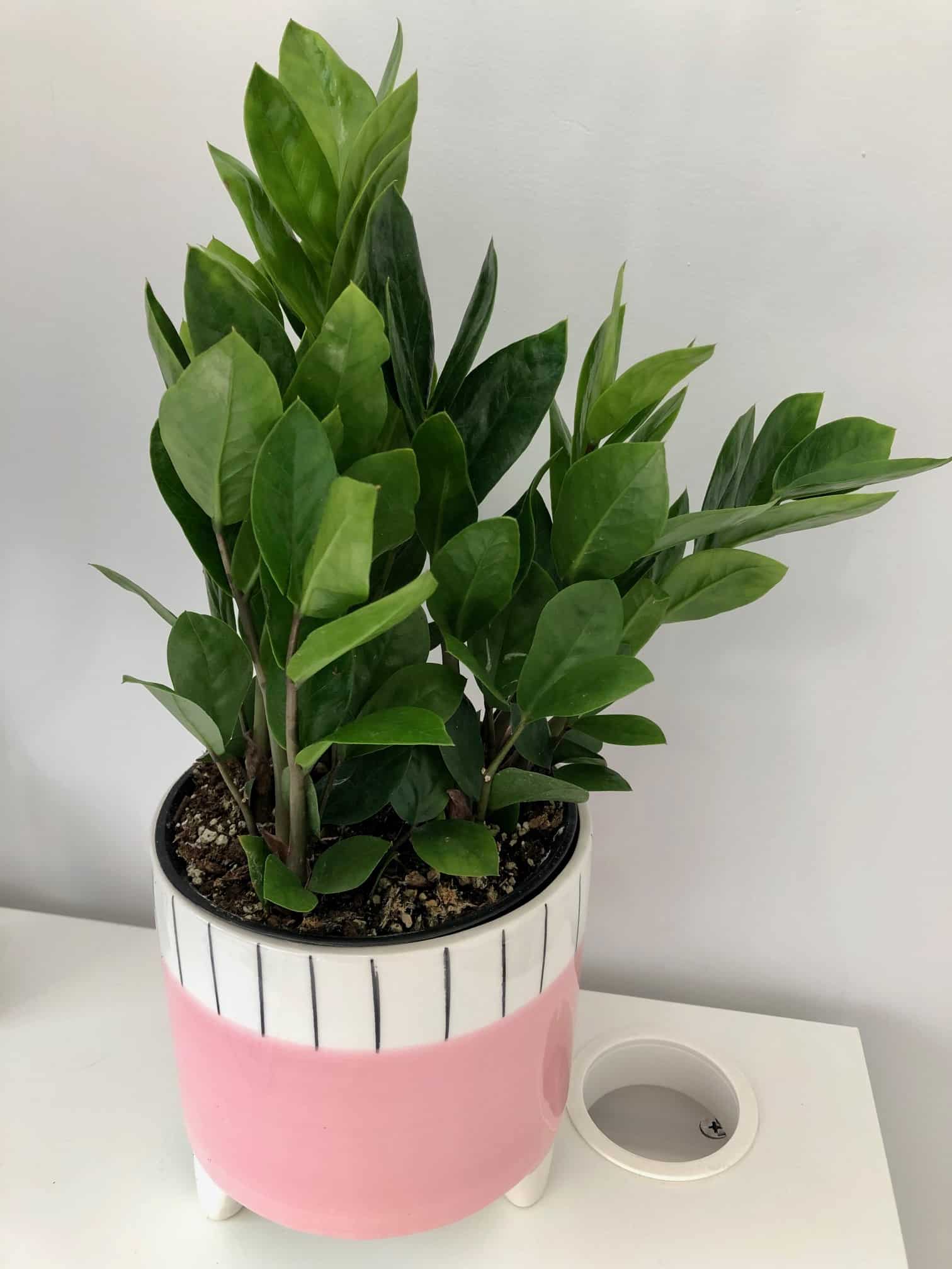 7 Proven ZZ Plant Benefits [That will Surprise You!]