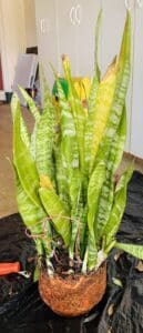 The leaves of Sansevieria with yellow tips.