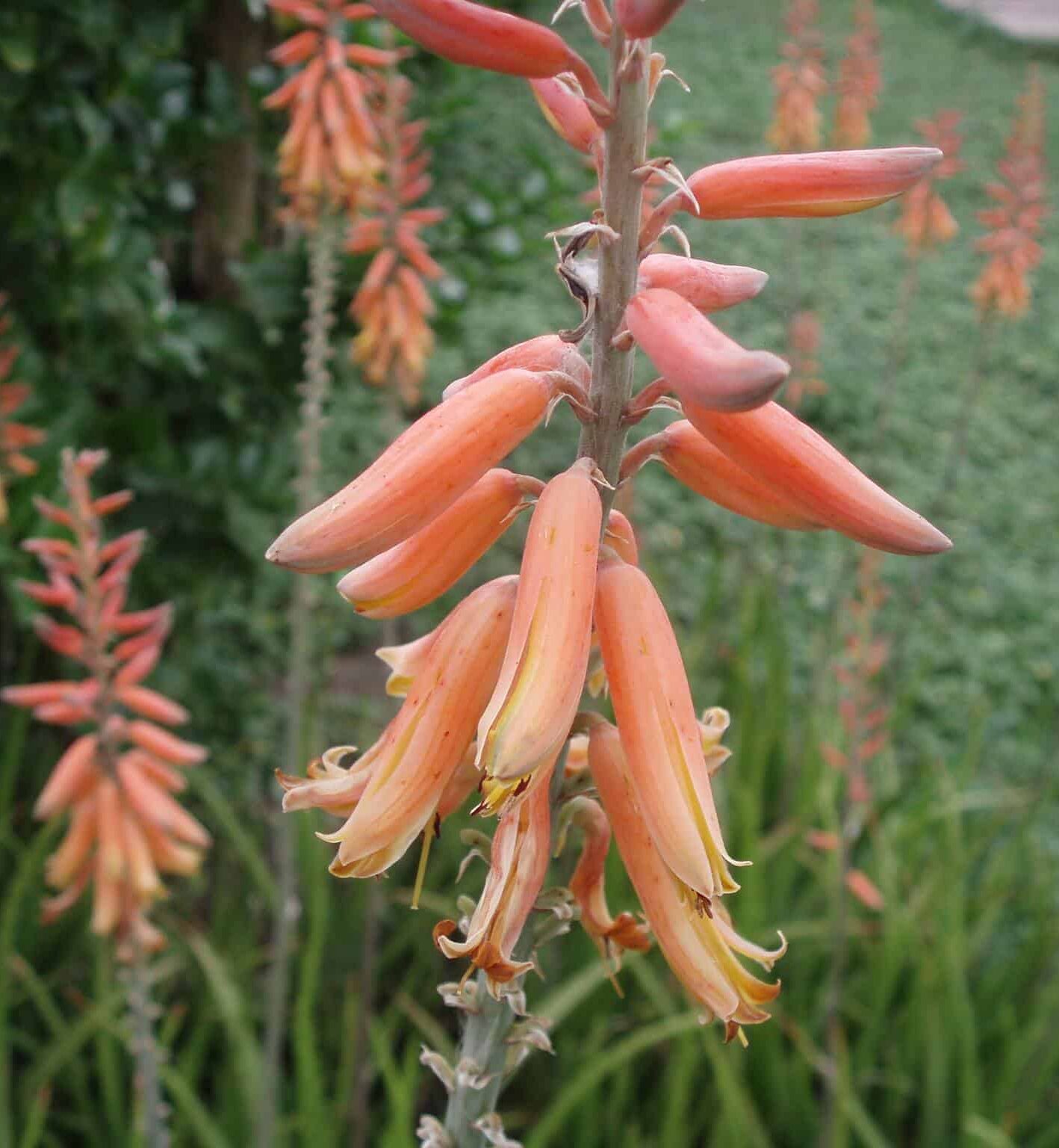 Image represents the flowers of Aloe Vera plant