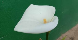 Calla-lily plant with white flowers