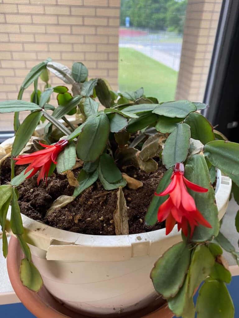 Christmas Cactus plants with blooms.