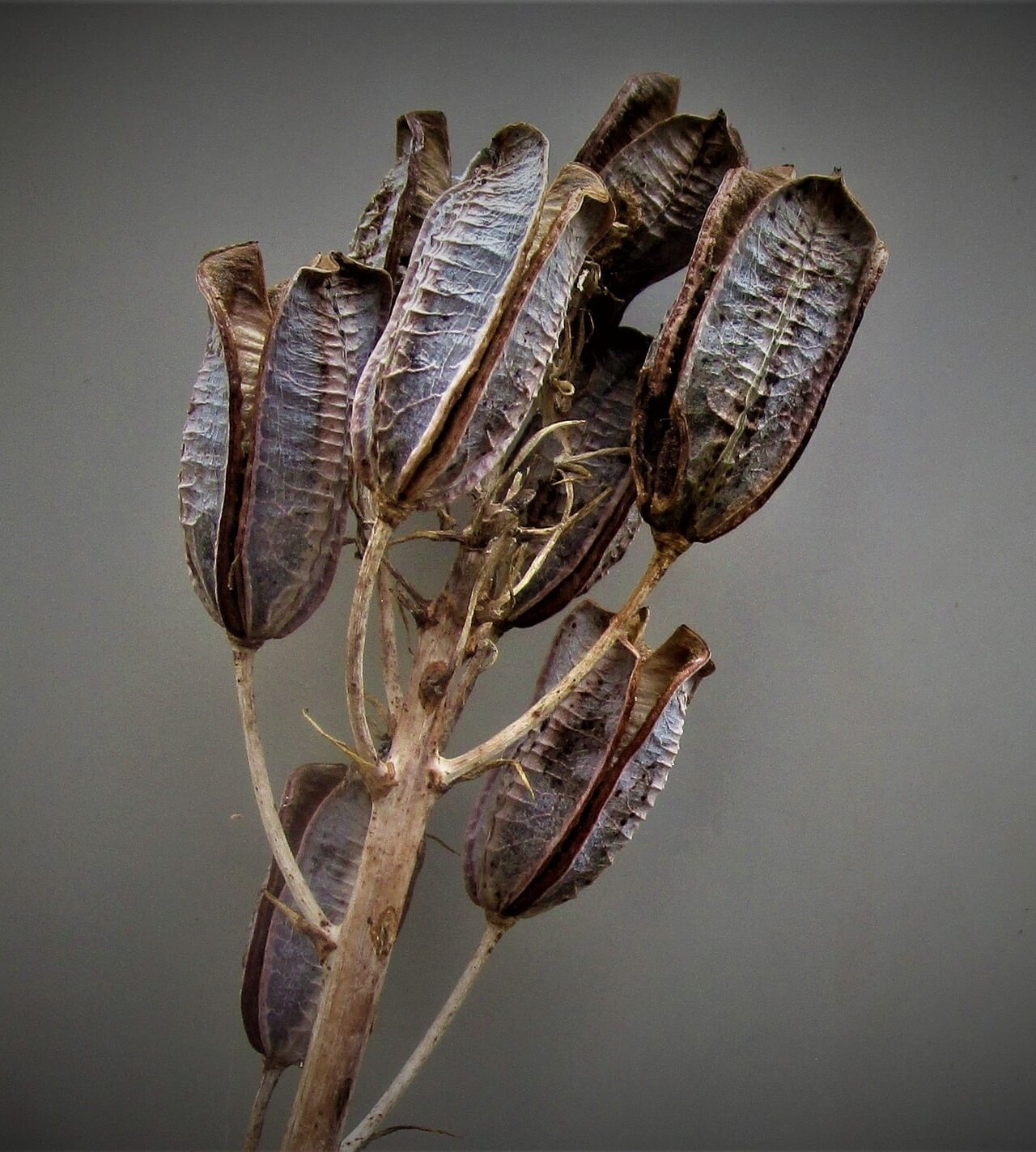 Image represents dry seed pods of Aloe Vera