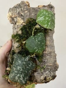 Hoya imbricata climbing on a trellis.