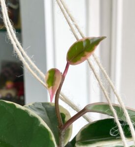 Image represents pink and white leaves of Hoya Krimson Queen