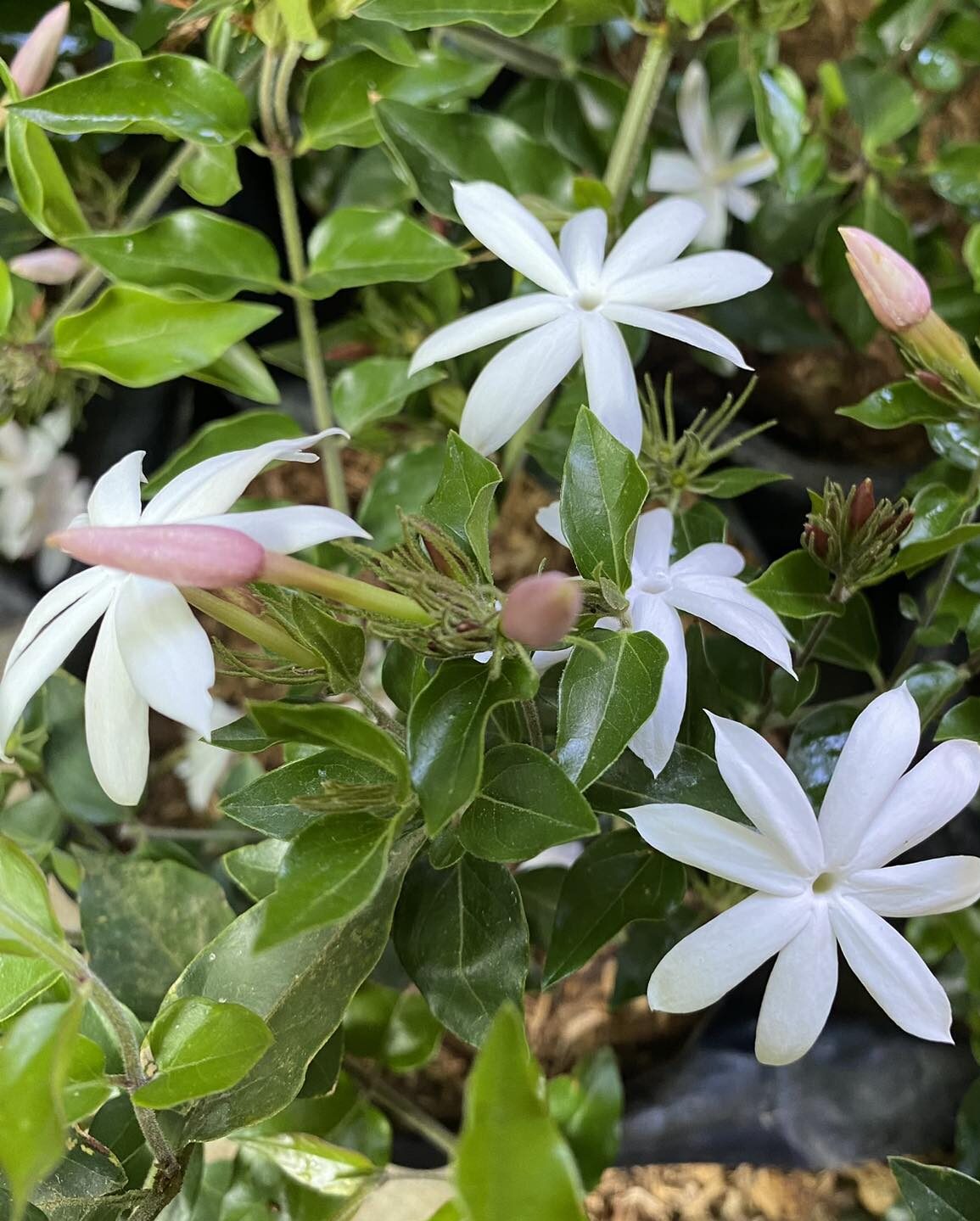 Beautiful blooms of Pink Jasmine plant