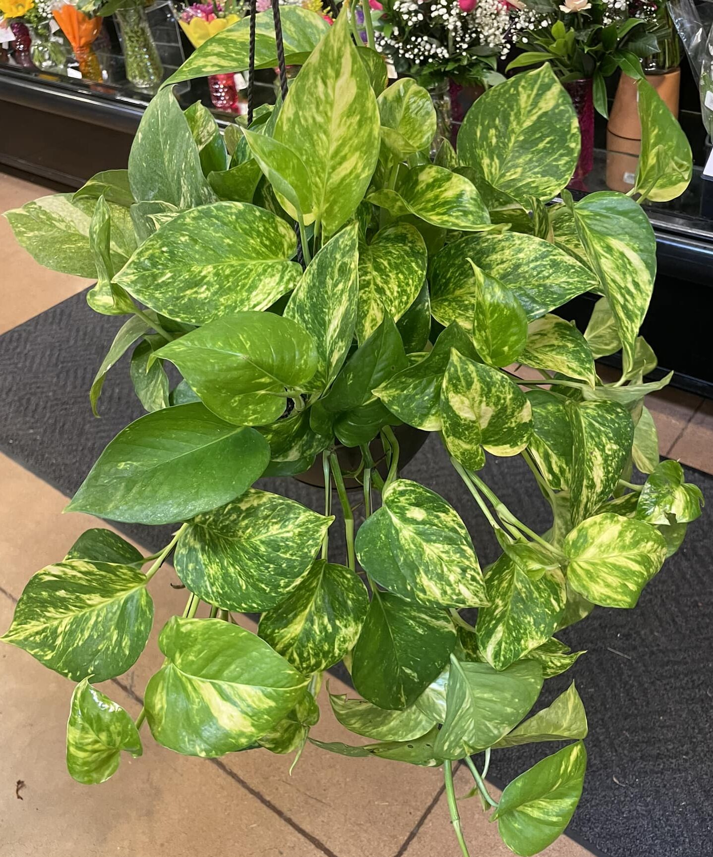 Pothos plant