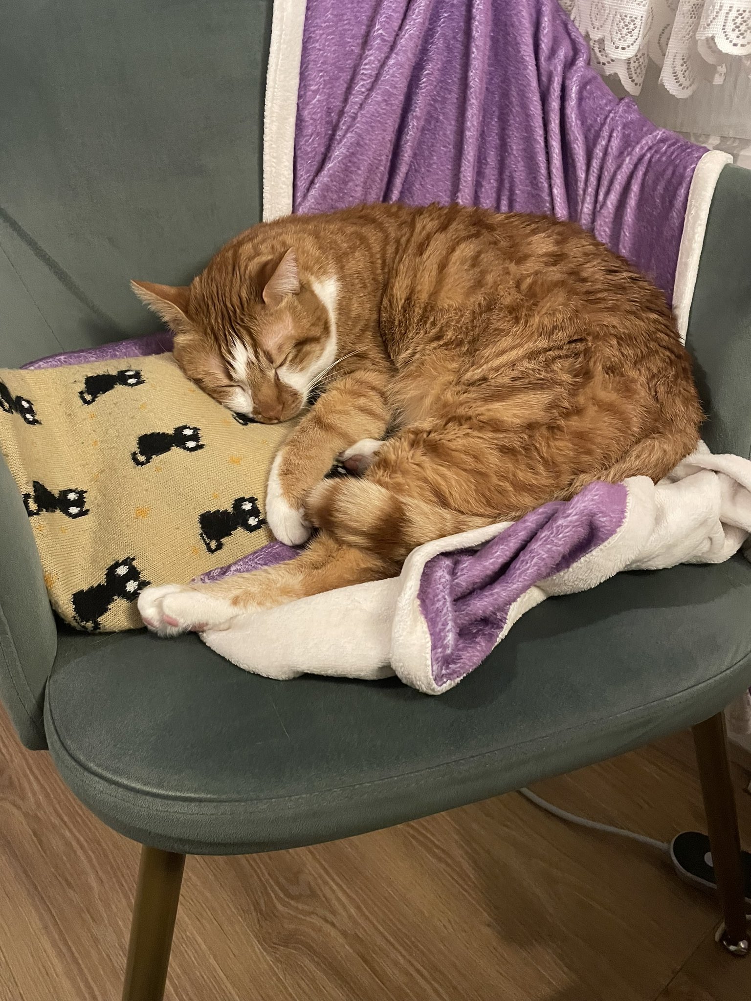 A brown furry cat is sleeping over a couch.