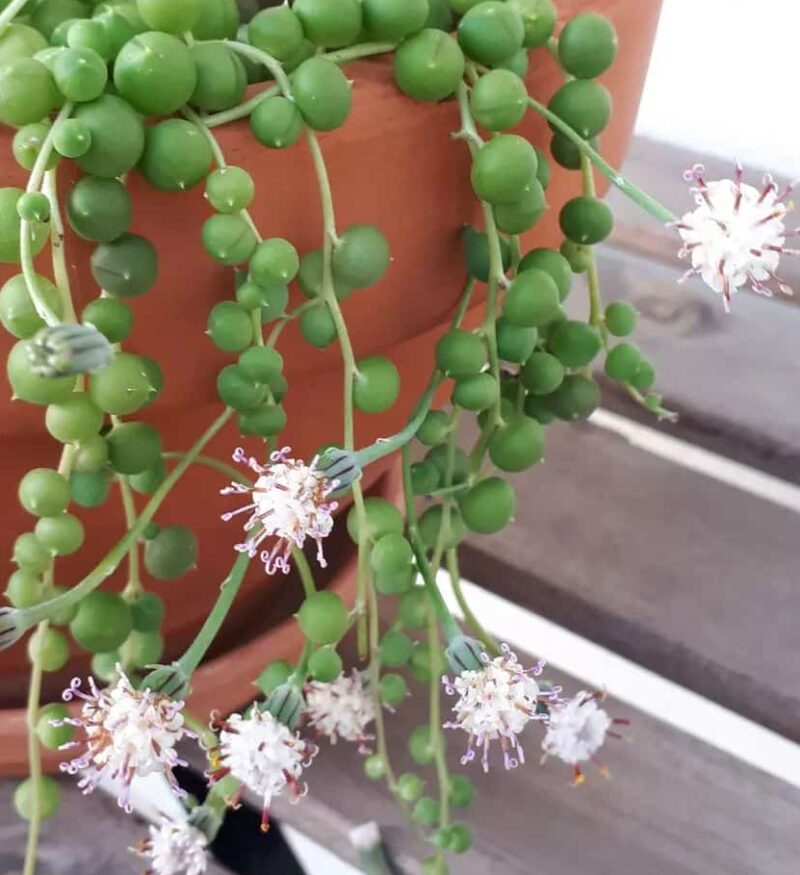 String of Pearls Flower [5+ Proven Tips to Make it Flower]