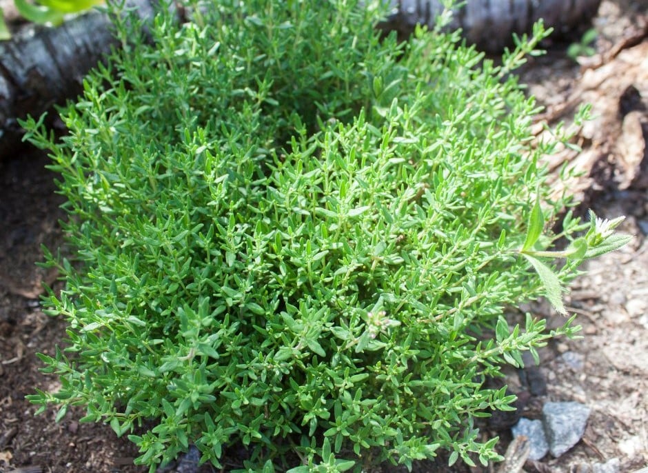 10 Proven Thyme Benefits [and Side Effects]