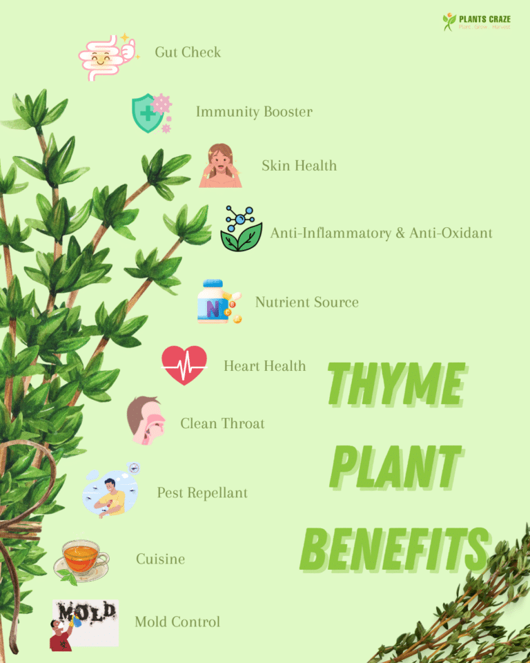 10 Proven Thyme Benefits [and Side Effects]