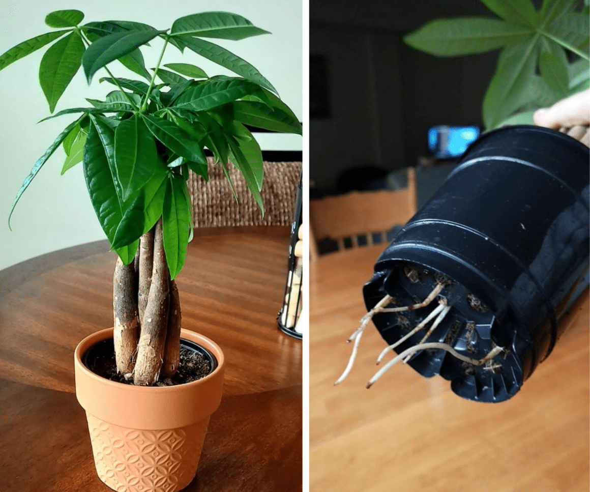 How To Repot Money Plant Indoors