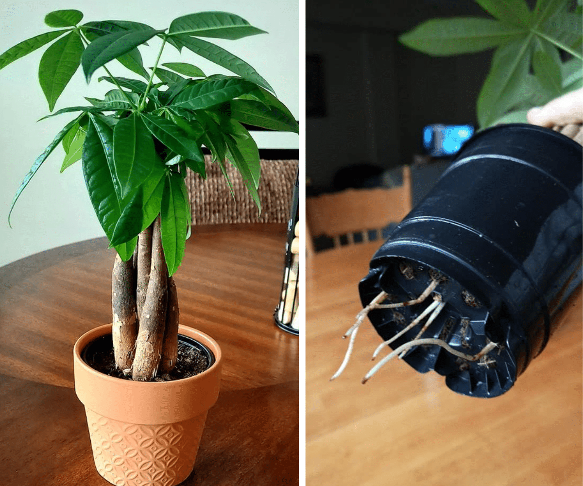 How to Repot a Money Tree [Easy Steps] - Plants Craze