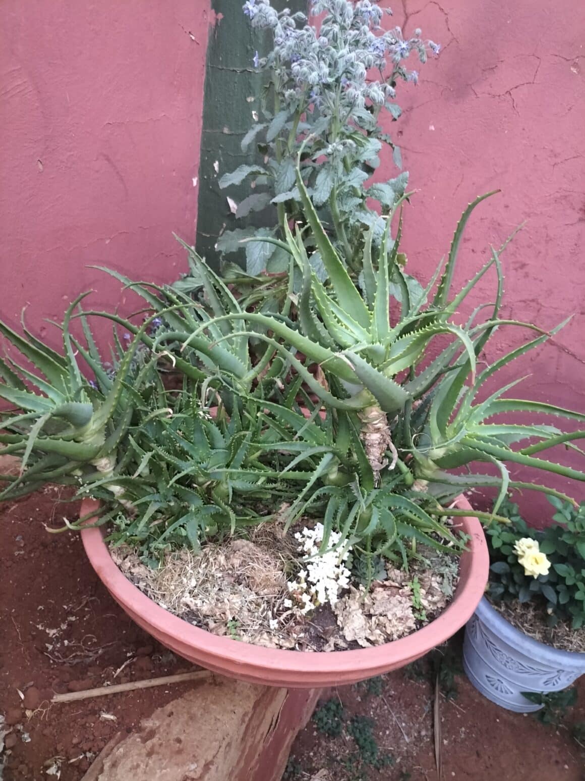 How To Cut And Replant Aloe Vera Plants Easy Steps Plants Craze