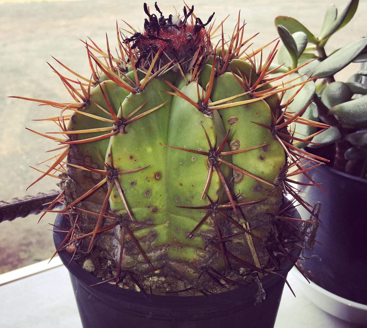 How to Fix & Prevent Underwatered Cactus? [Quick Guide] - Plants Craze