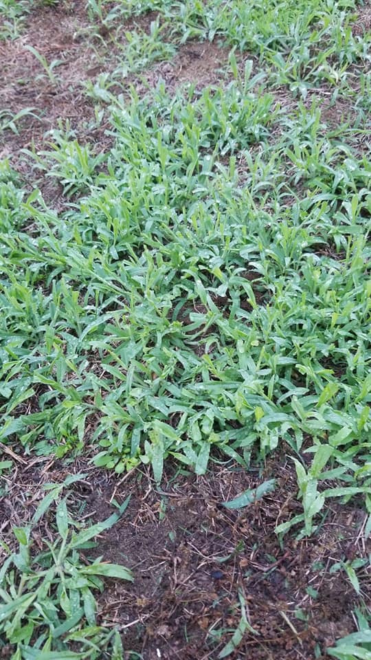 Crab Grass in garden