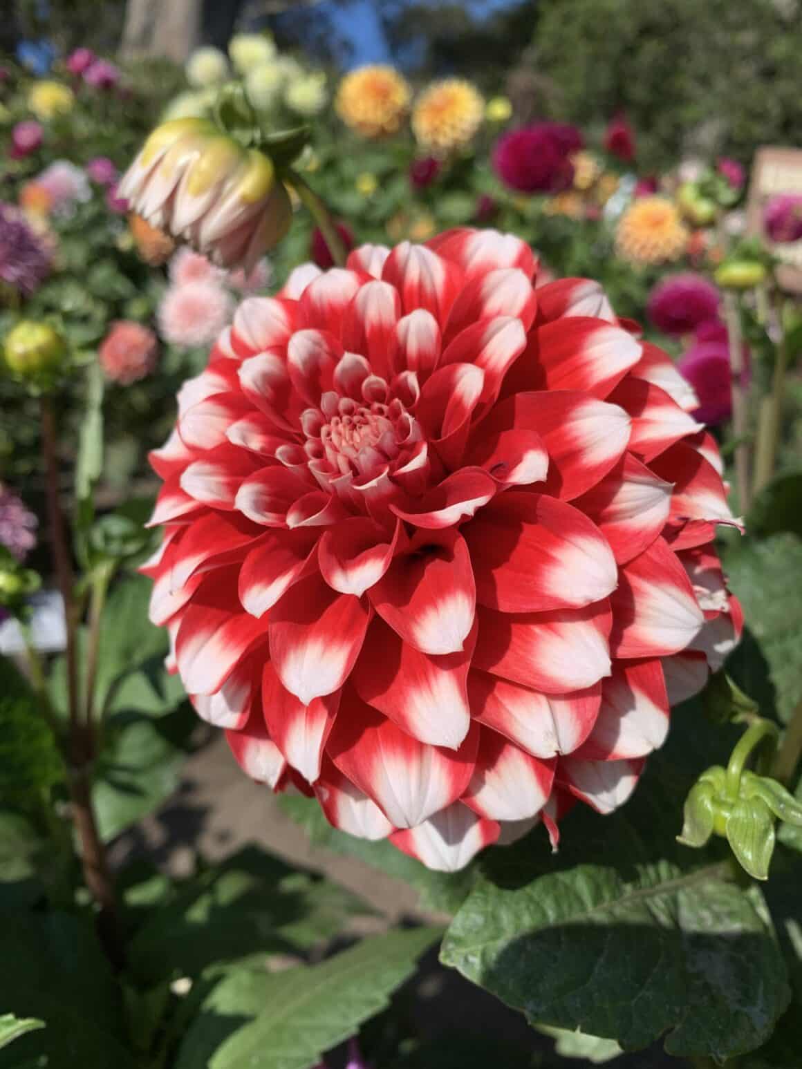 Get a First Crack on Your Garden Starting Dahlias Indoors