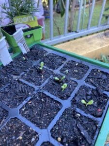 starting dahlias indoors seedlings