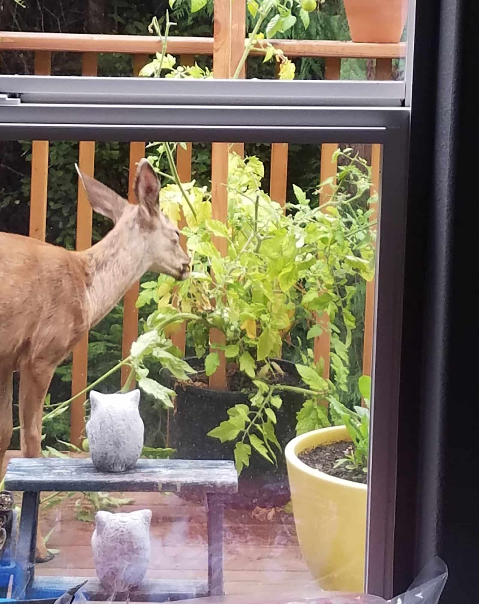 deer eating tomato