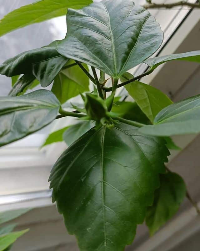 hibiscus bud not blooming