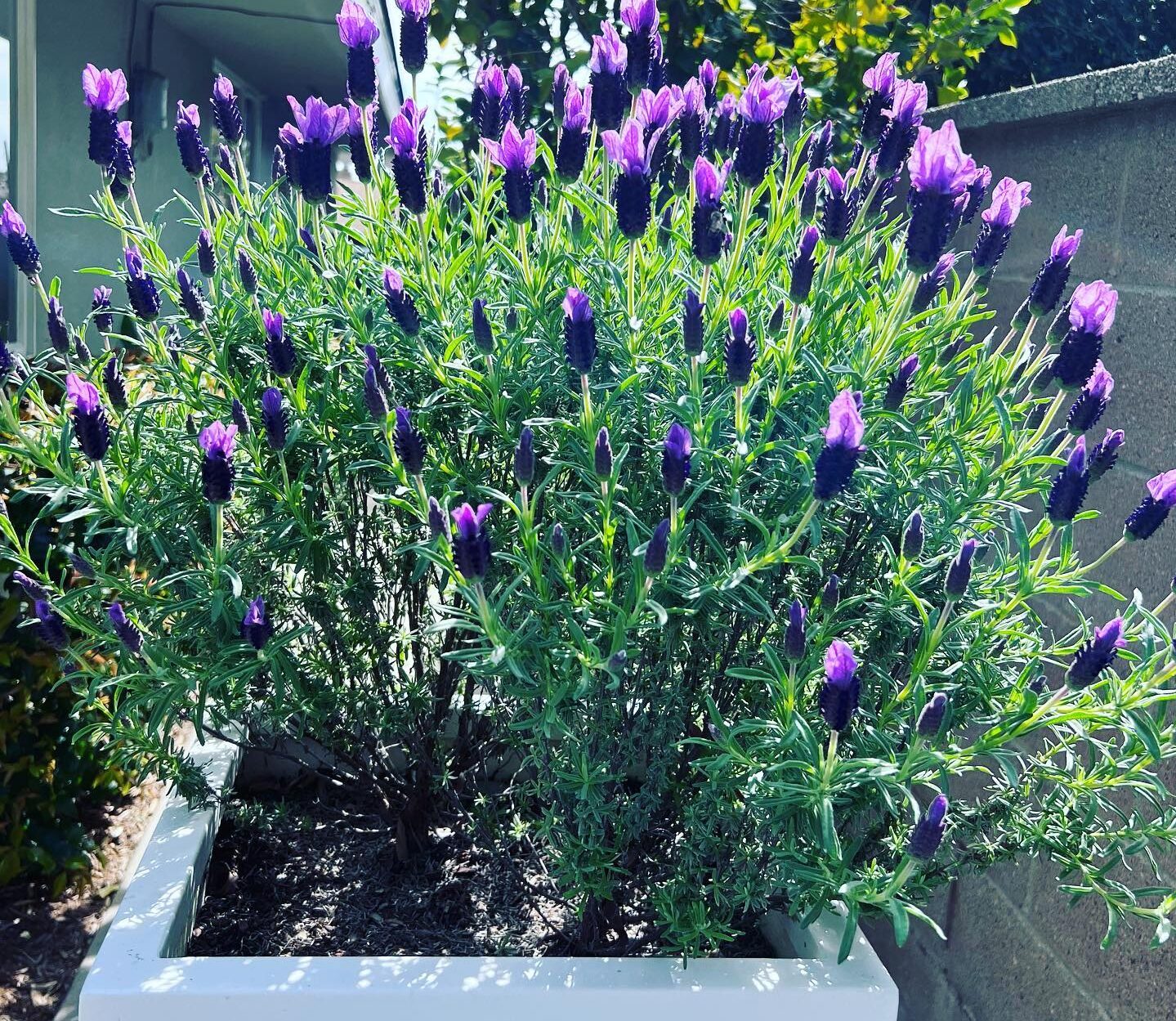 When Does Lavender Bloom? Best Tricks To Rebloom