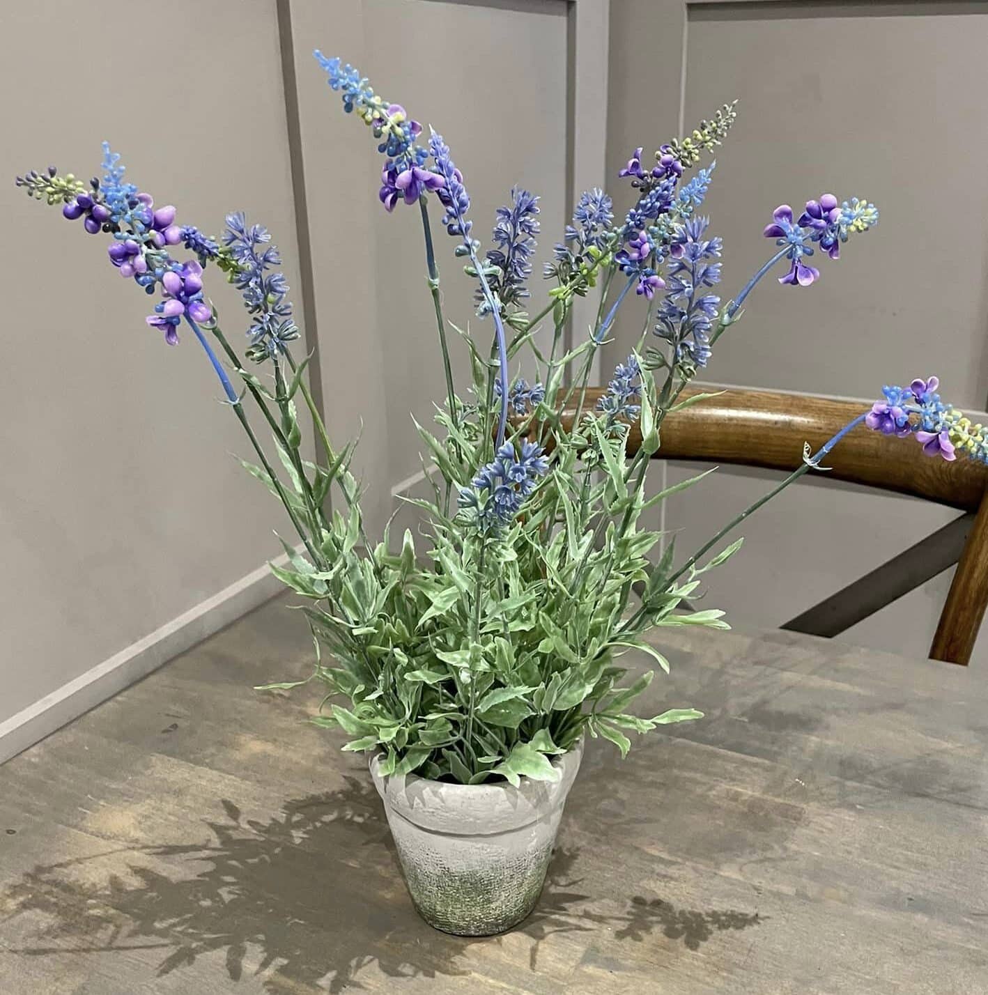 Potted lavender indoors