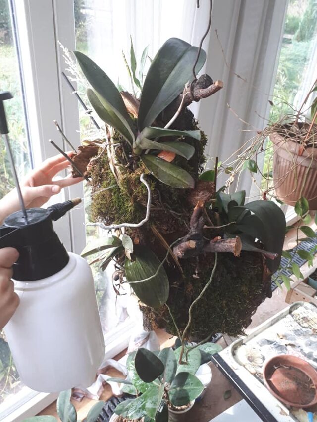 Do Orchids Grow Back After They Die? [Regrowing Tricks]