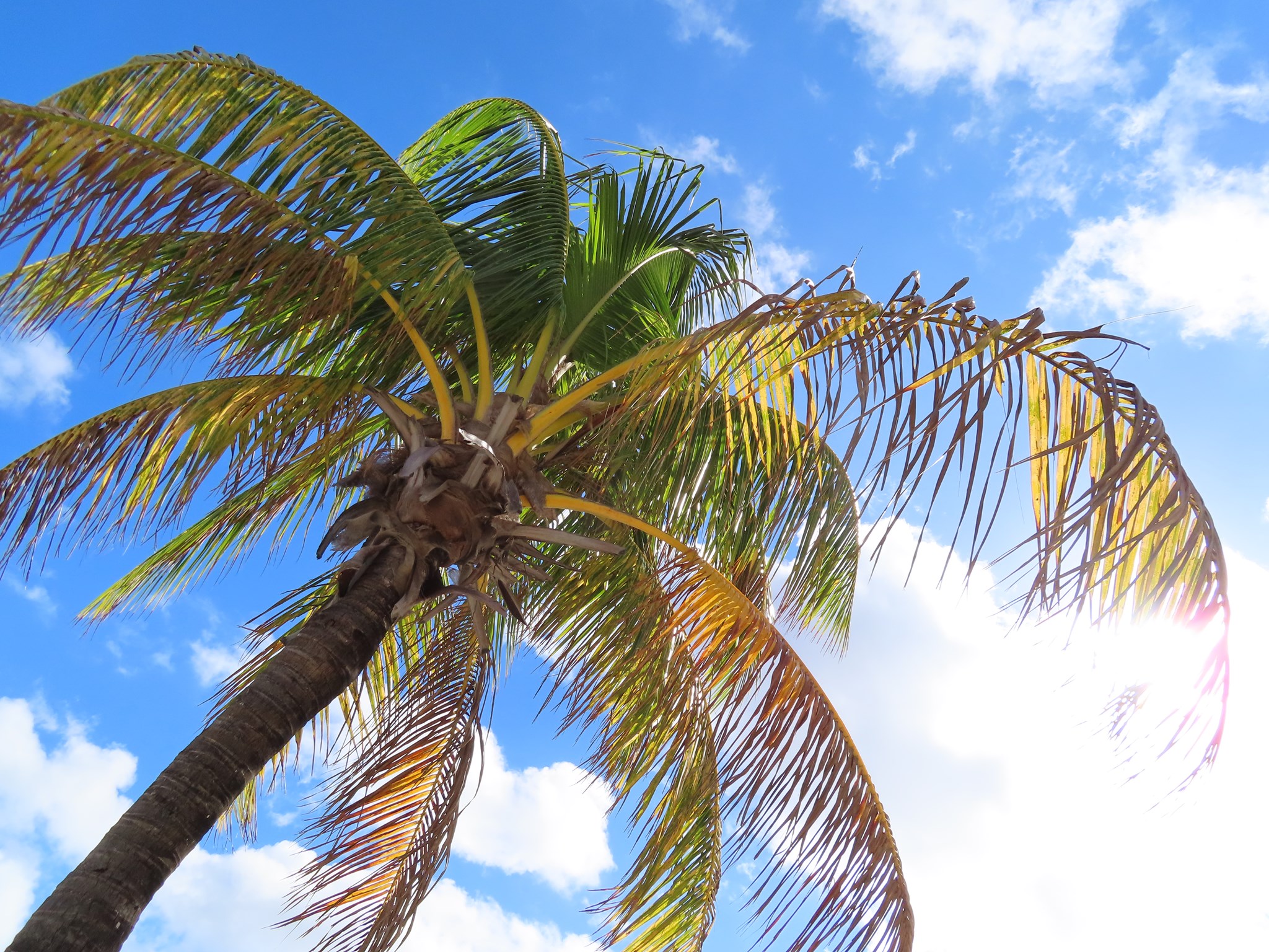 7 Methods To Revive Palm Tree From Dying - Plants Craze 