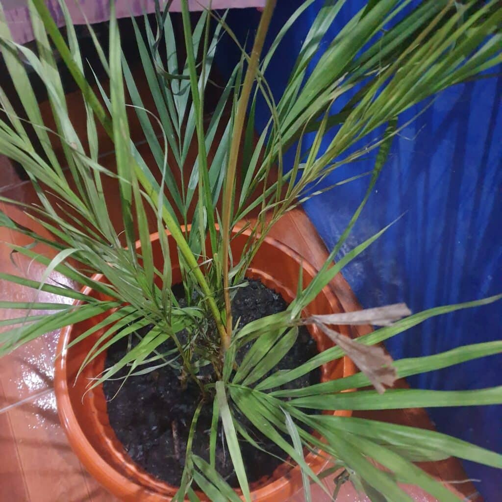 How To Revive A Dying Palm Plant Indoors