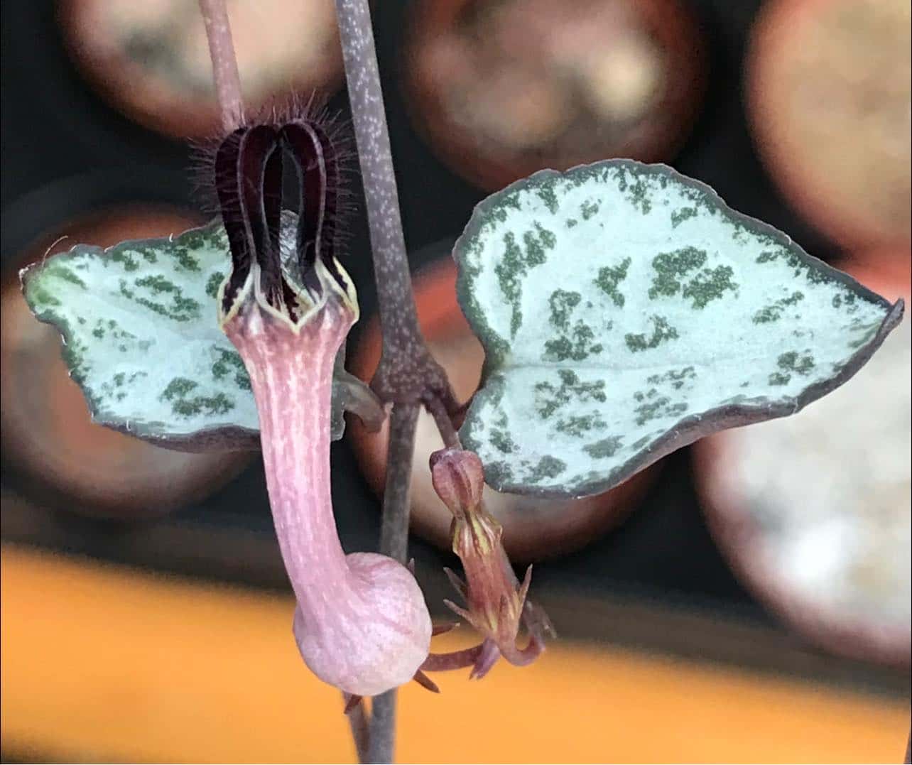 String of Hearts plant 