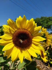 Beautiful Sunflower