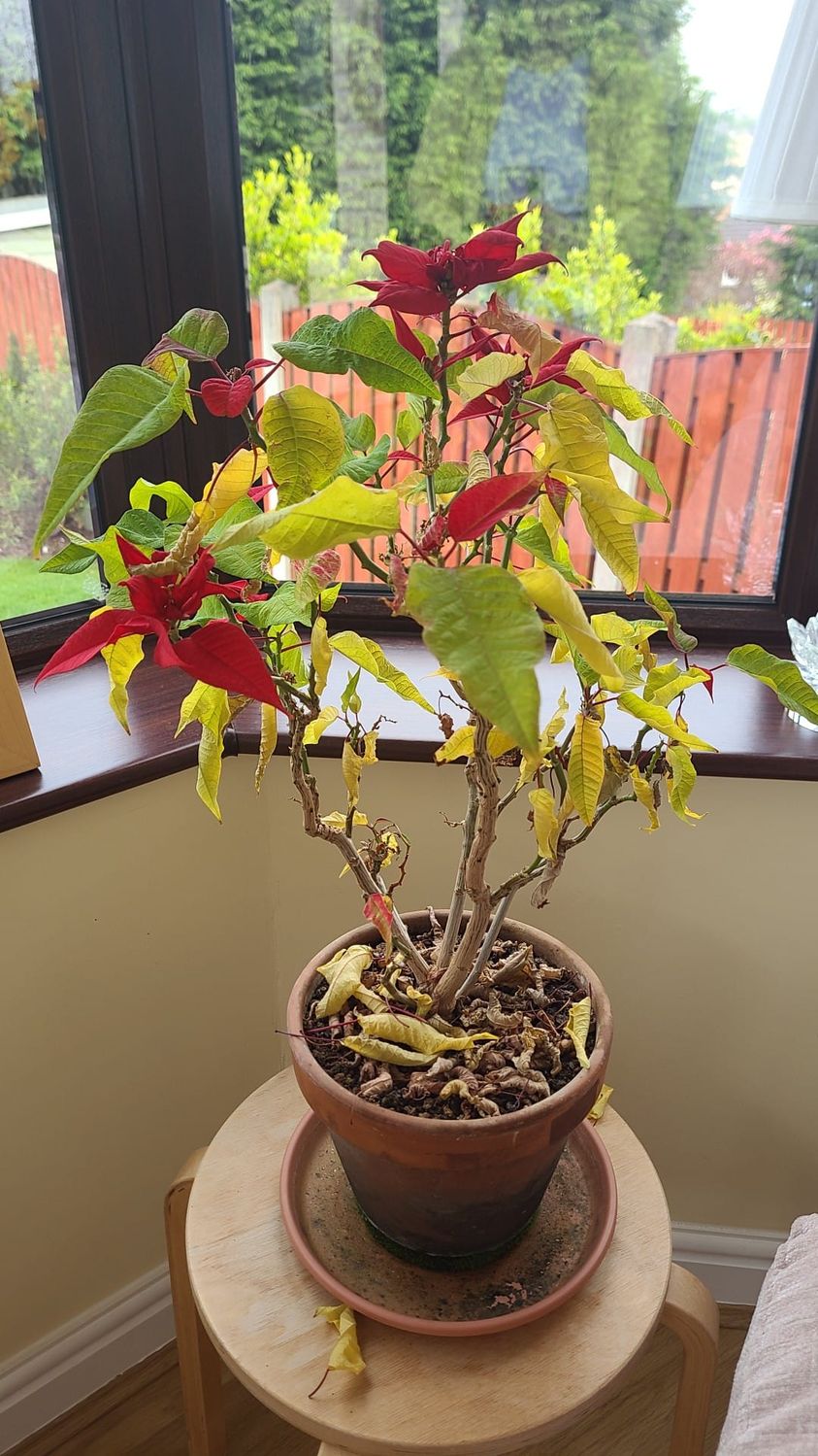 An Underwatered poinsettia