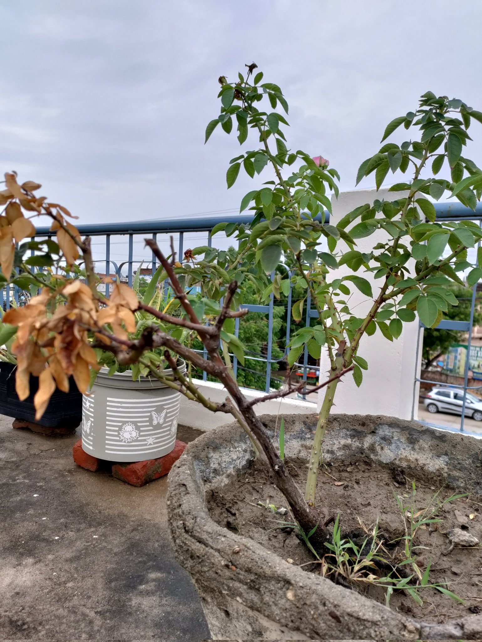 wilting rose plant