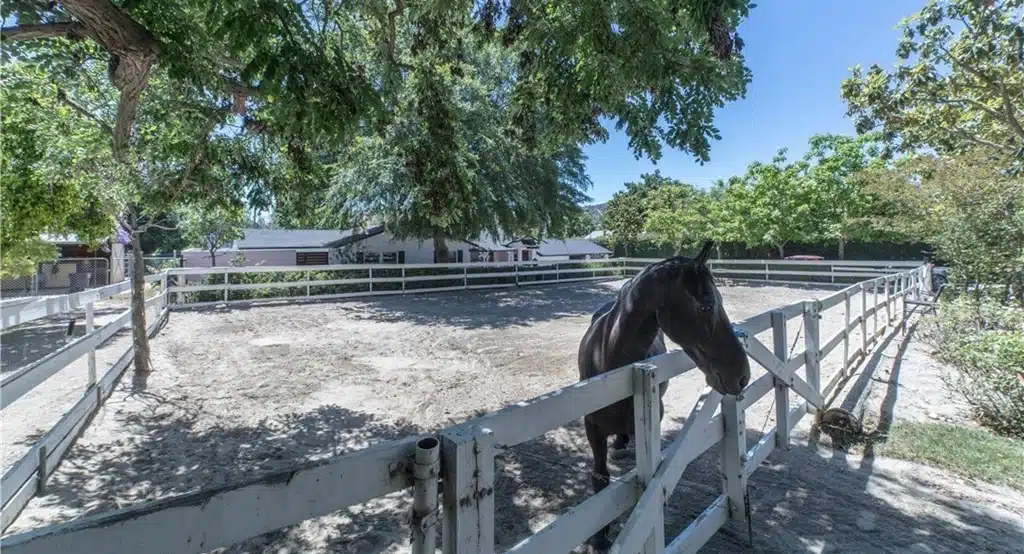 A paddock with dark black horse surrounded by trees.