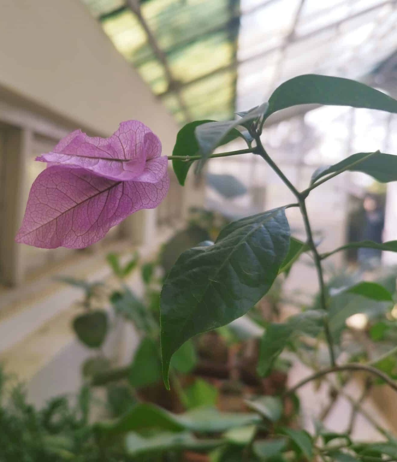 Bougainvillea Flower