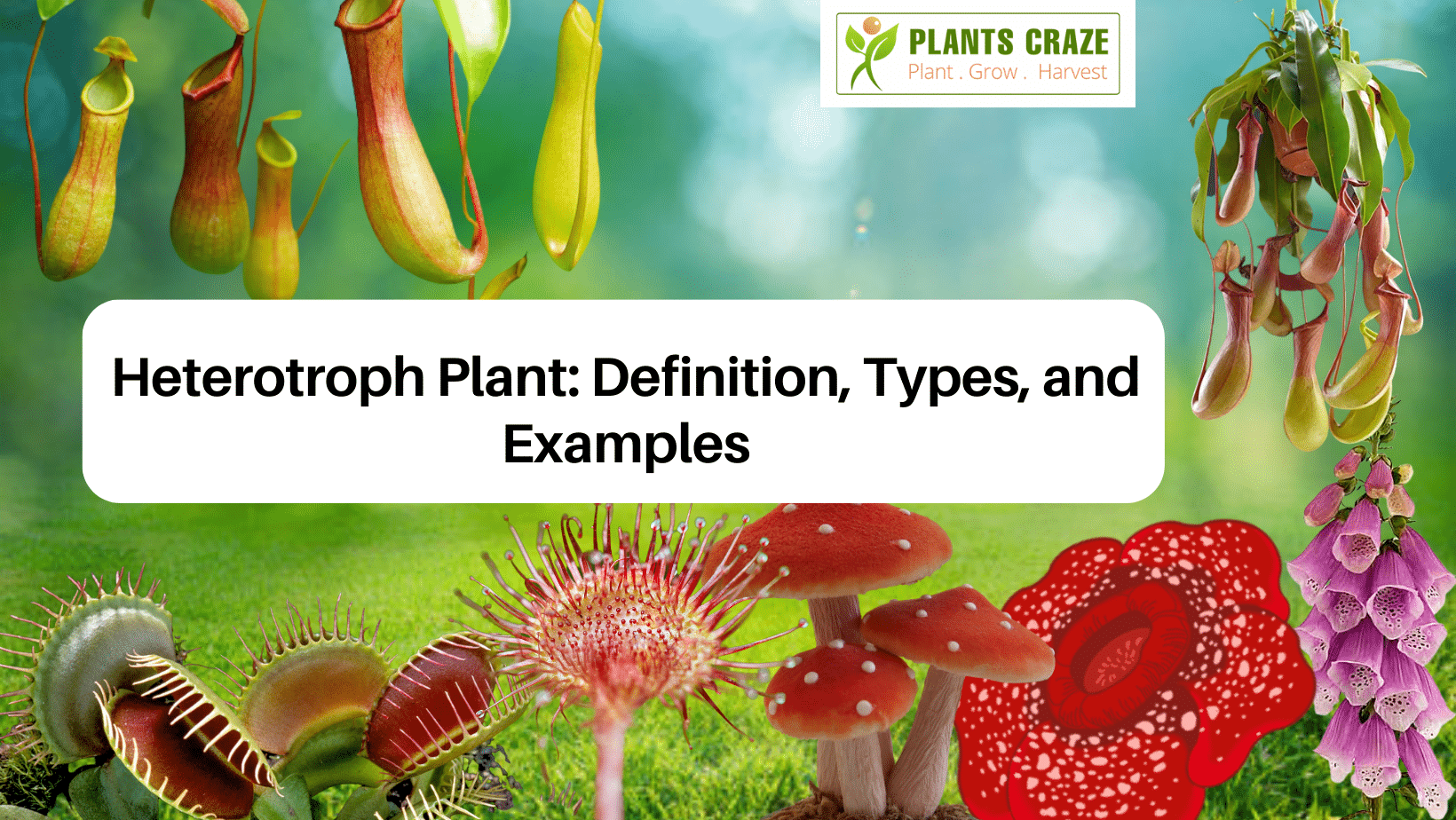 all-about-heterotroph-plant-definition-types-examples