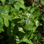 Garlic mustard