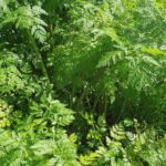 Giant hogweed