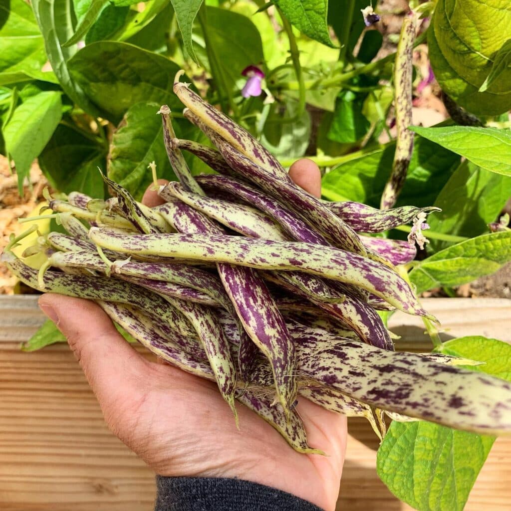 How do Beans Grow? [StepbyStep Guide]