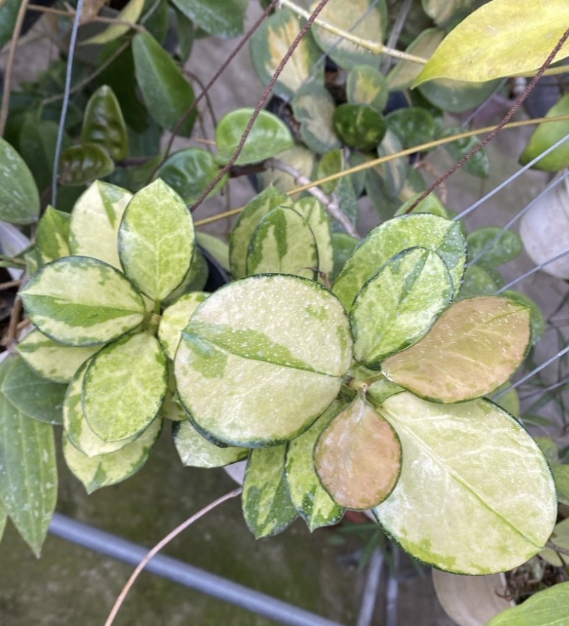 Image represents a potted Hoya Plant