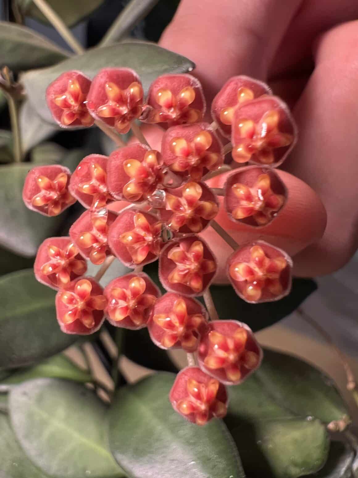 Hoya Sp. Aff. Burtoniae