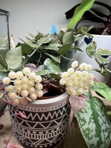 flowers of hoya lacunosa