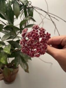 Clusters of Hoya flowers.