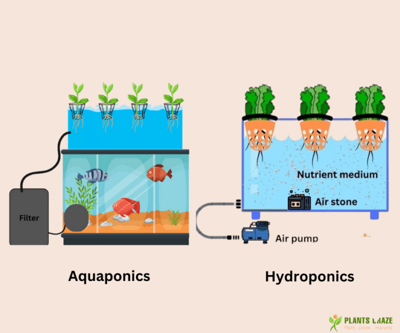 Aquaponics Vs Hydroponics Which Is Better Revealed