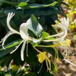 Japanese honeysuckle