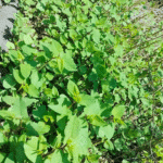 Japanese knotweed