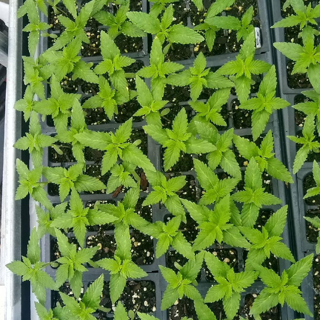 Marijuana seedlings in a black germination tray.