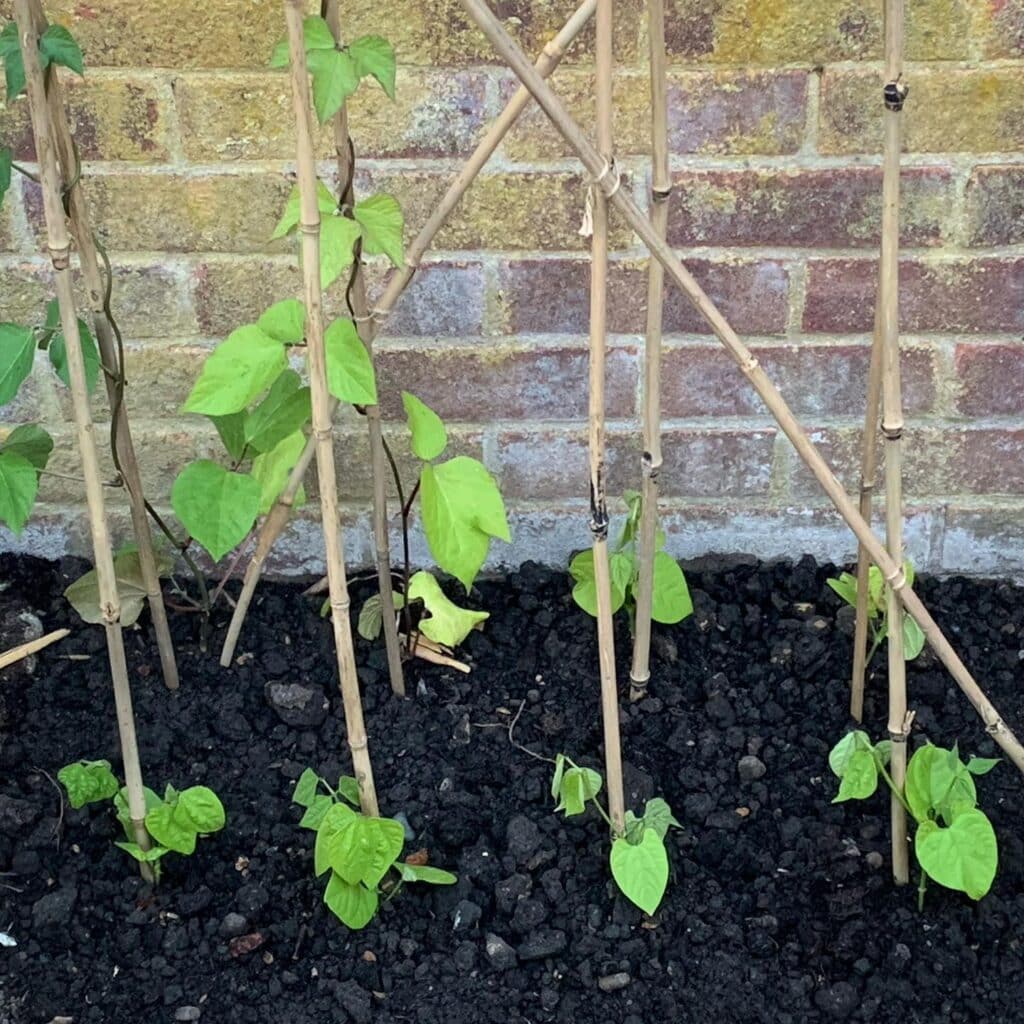 how-to-plant-and-grow-pole-beans-gardener-s-path